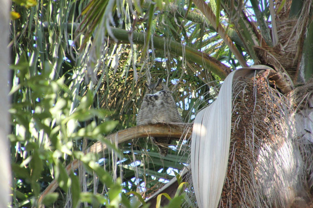 Hontz virginiarra - ML647544512