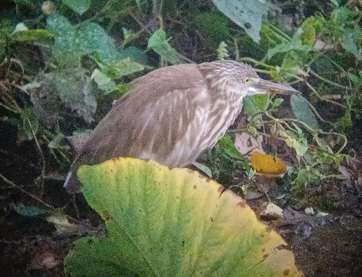 Indian Pond-Heron - ML647544513