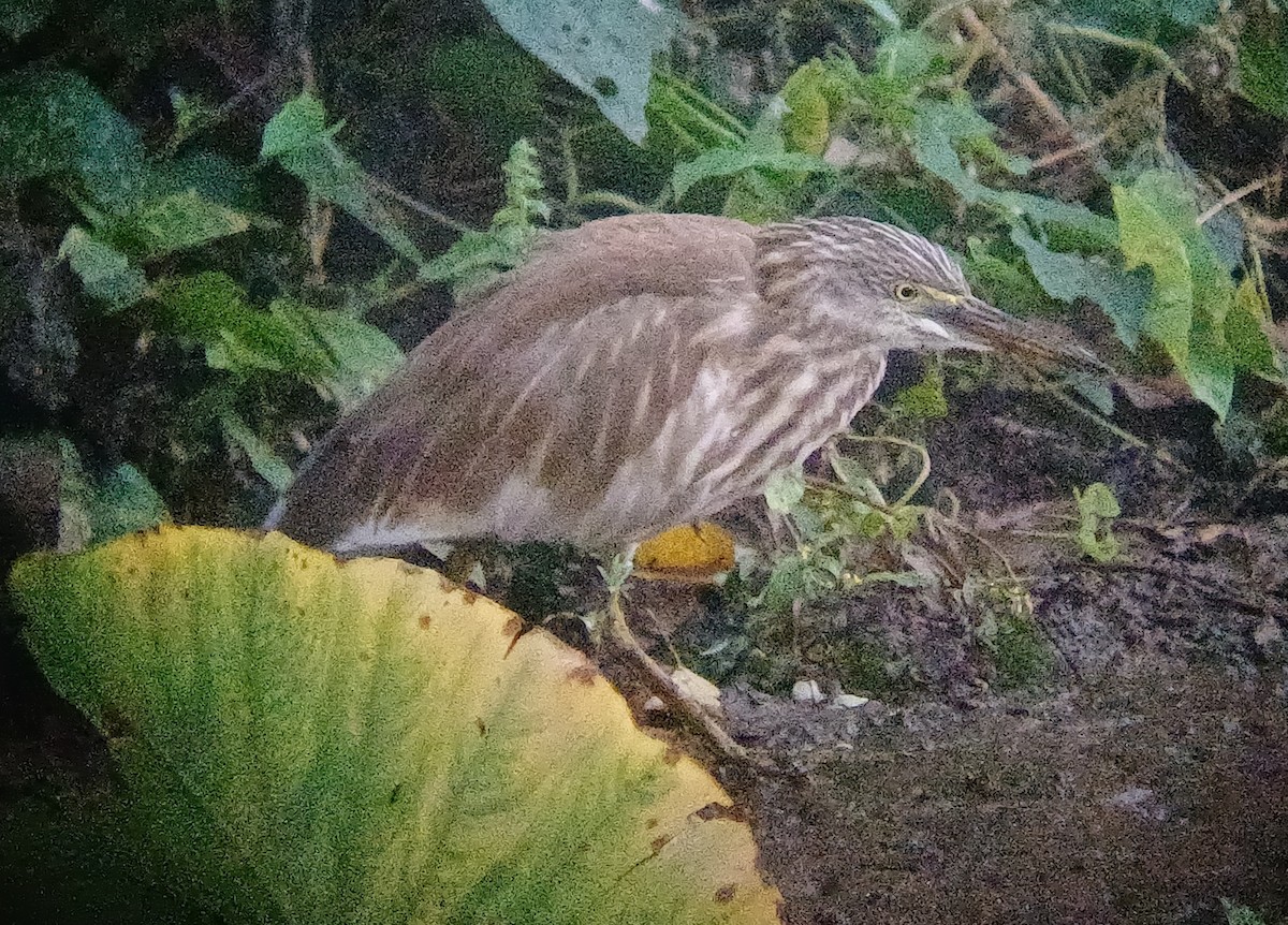 Indian Pond-Heron - ML647544516