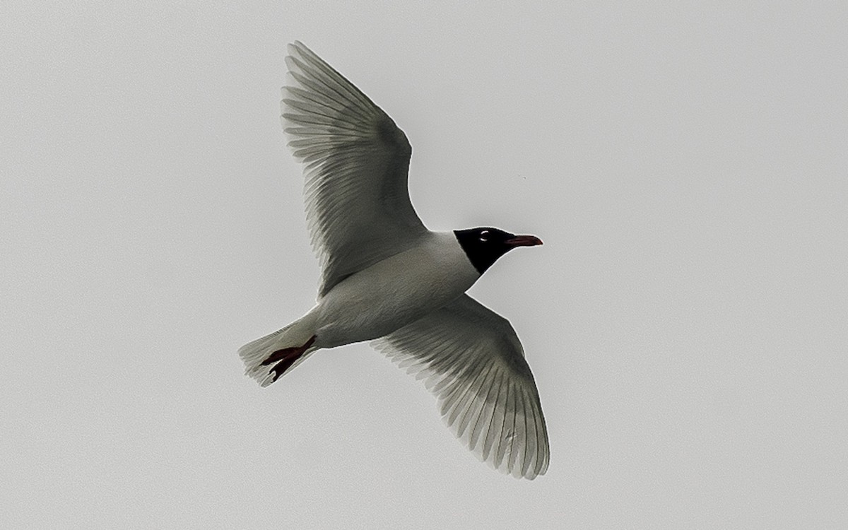 Mediterranean Gull - ML647544527