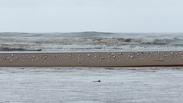 Little Tern - ML647544546