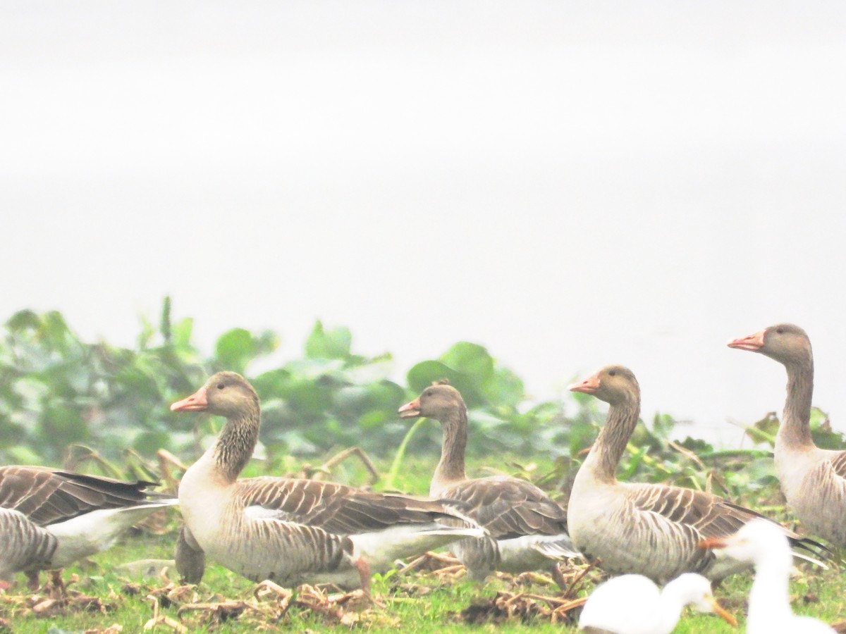 ハイイロガン - ML647544548