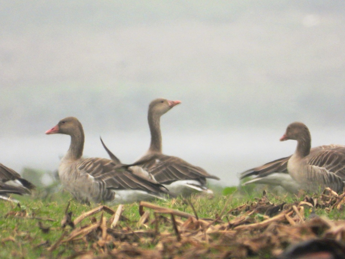 ハイイロガン - ML647544549