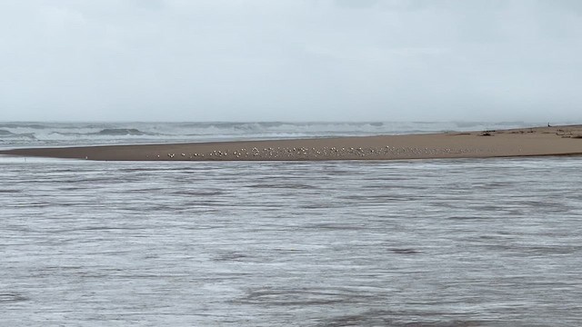 Little Tern - ML647544553