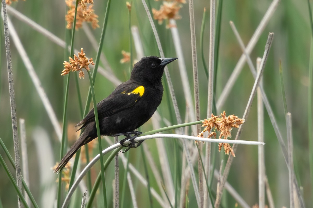 Yellow-winged Blackbird - ML647544554