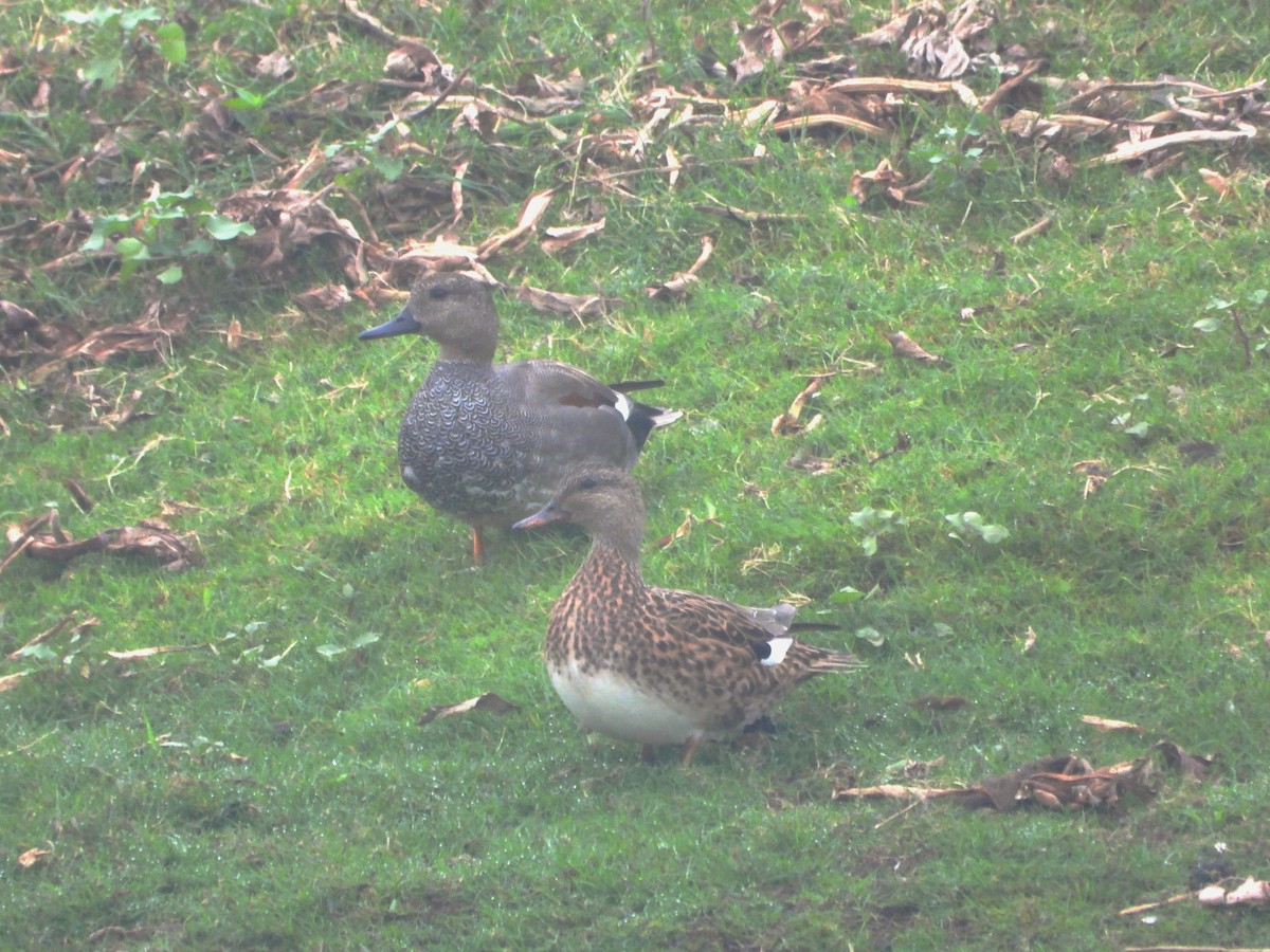 オカヨシガモ - ML647544560