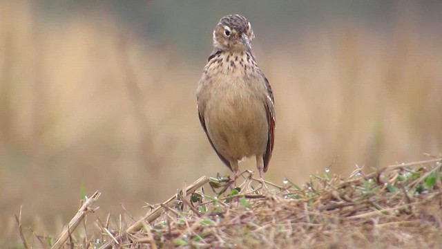 Bengal Bushlark - ML647544563