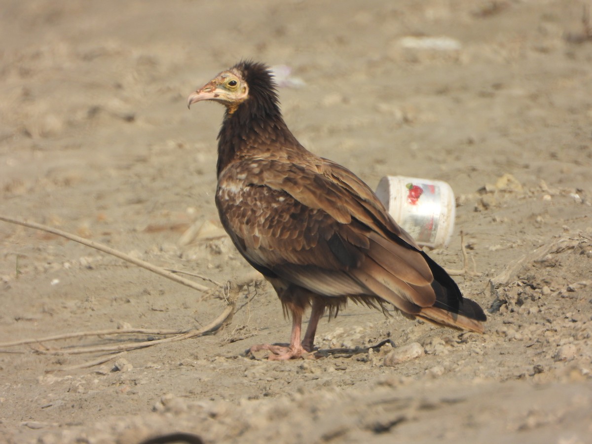 Schmutzgeier - ML647544573