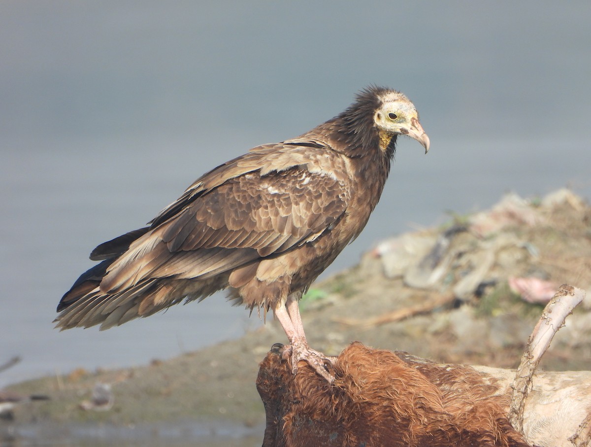 Schmutzgeier - ML647544574