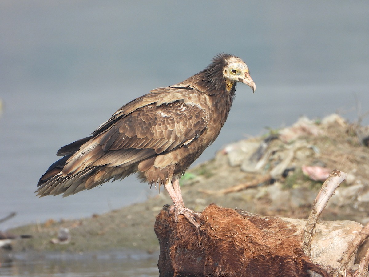 Schmutzgeier - ML647544575