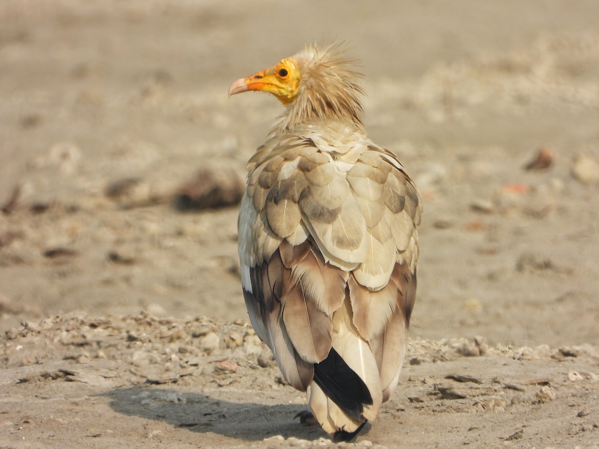 Schmutzgeier - ML647544576