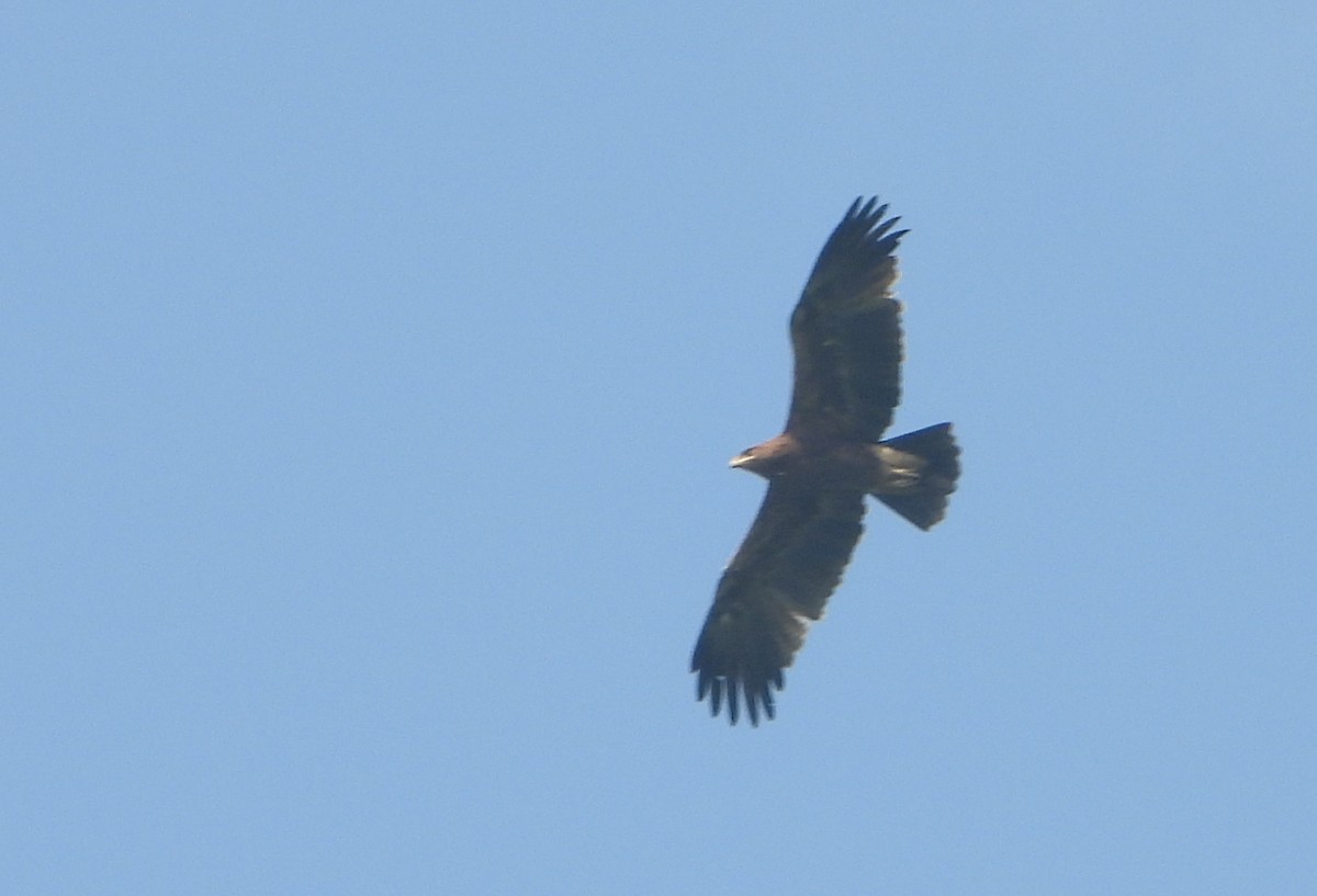 Gangesadler - ML647544581