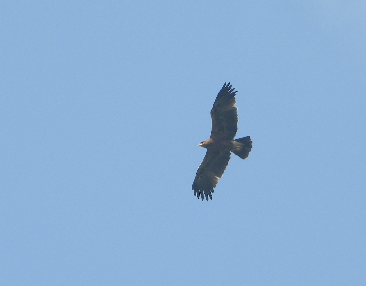 Gangesadler - ML647544584