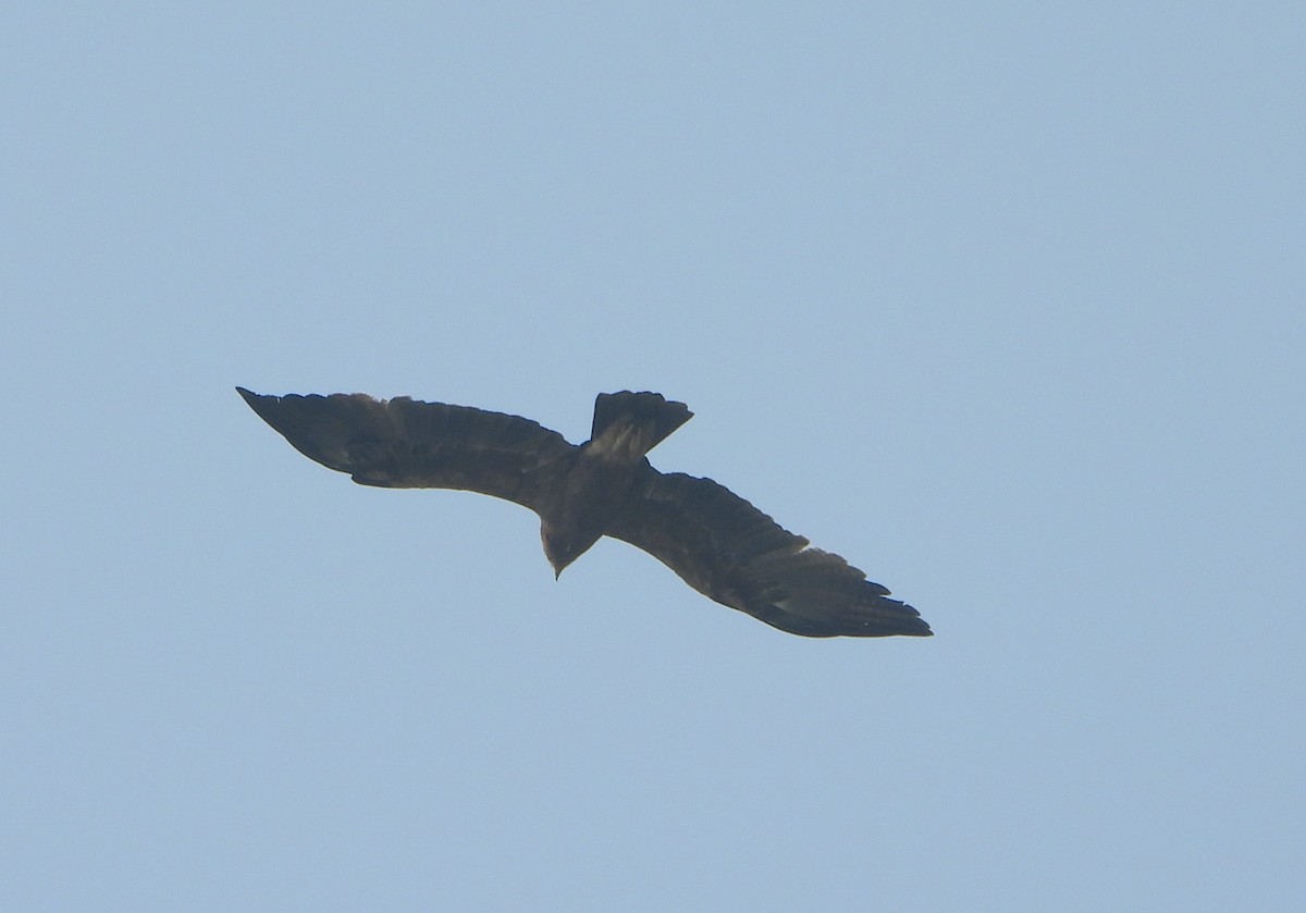 Gangesadler - ML647544586