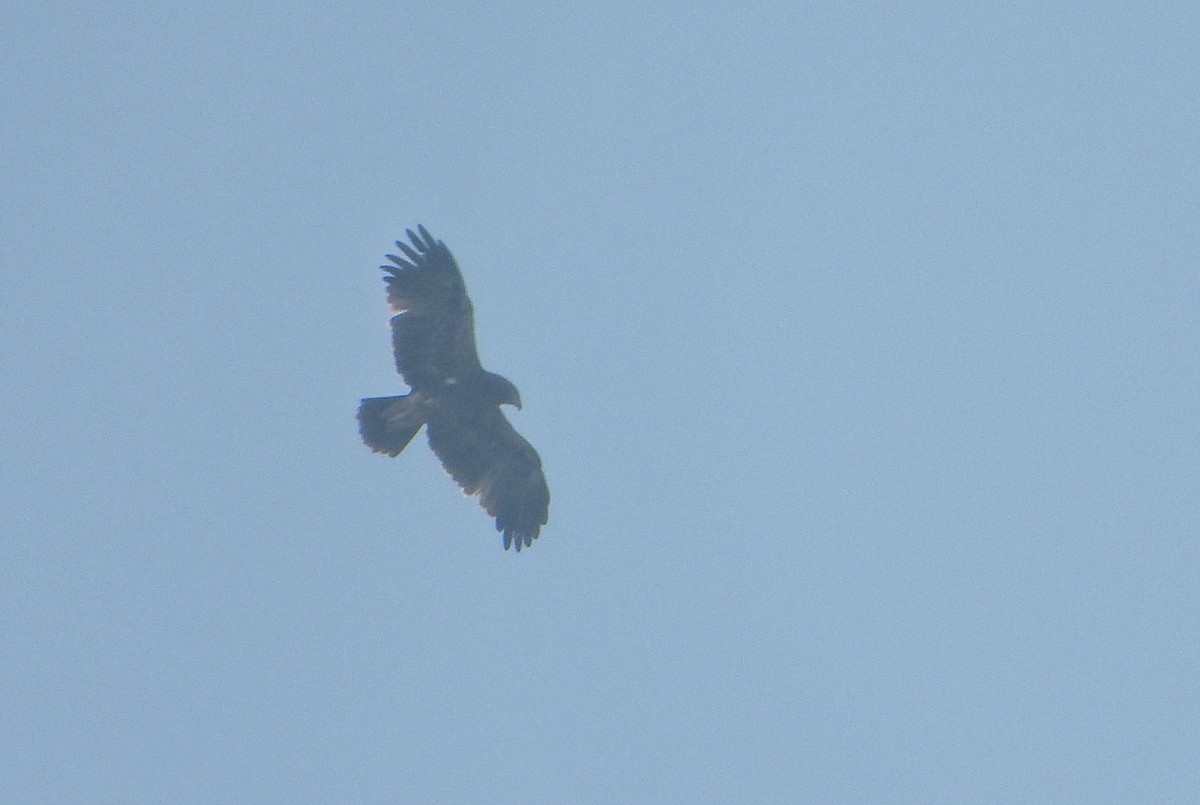 Gangesadler - ML647544587