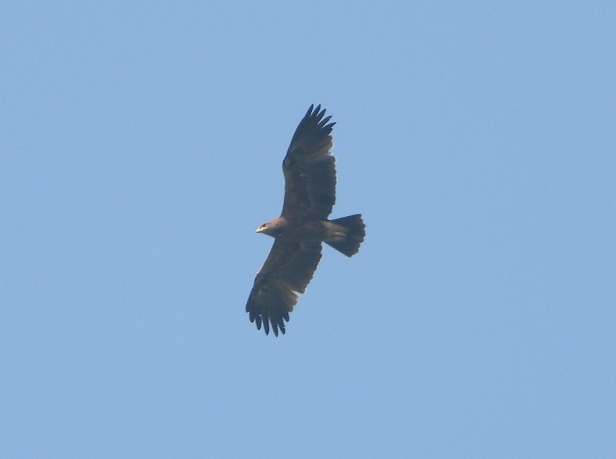 Gangesadler - ML647544588