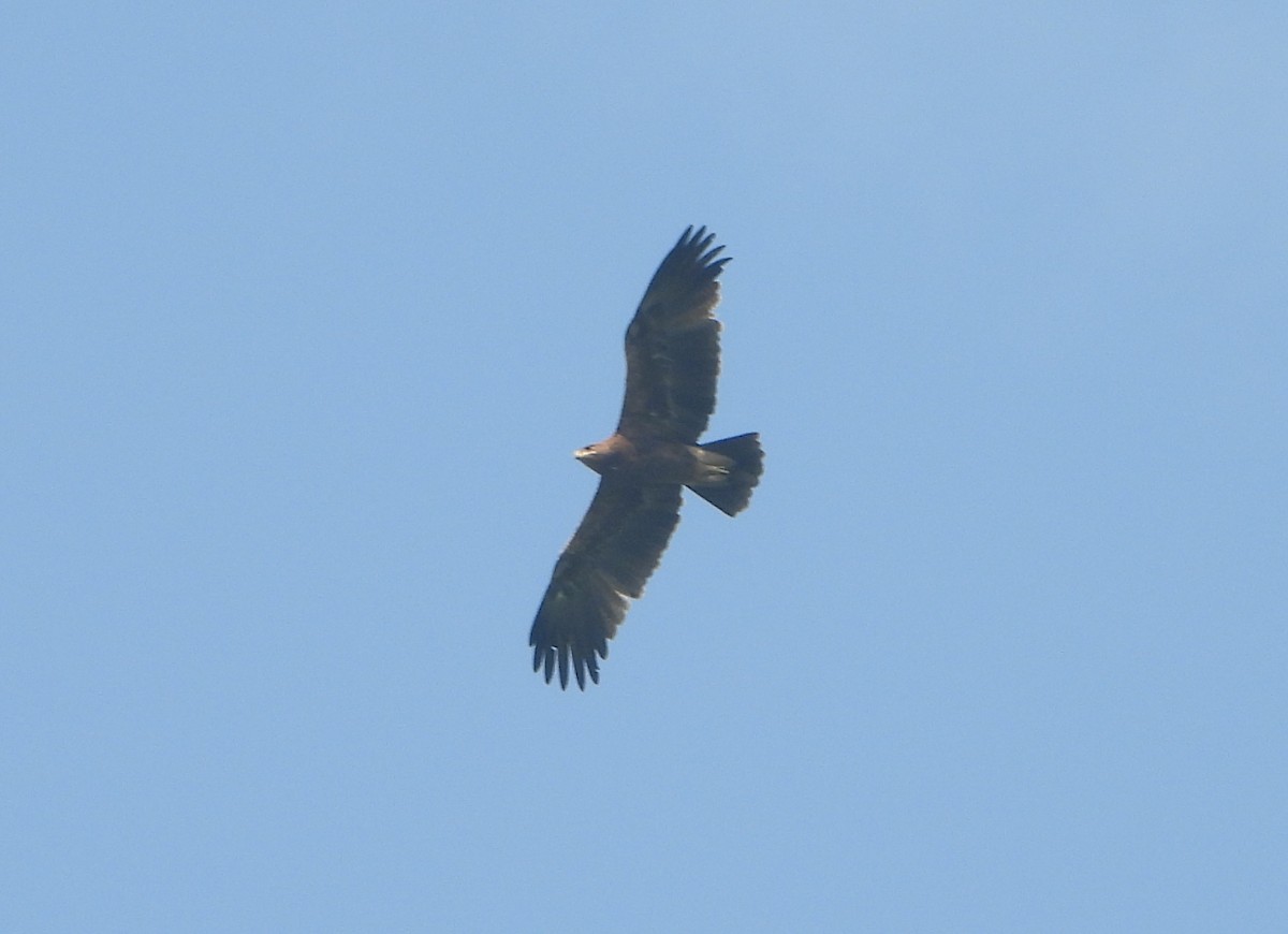 Gangesadler - ML647544589