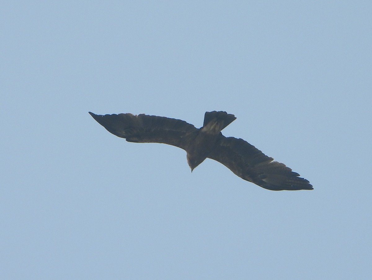 Gangesadler - ML647544591