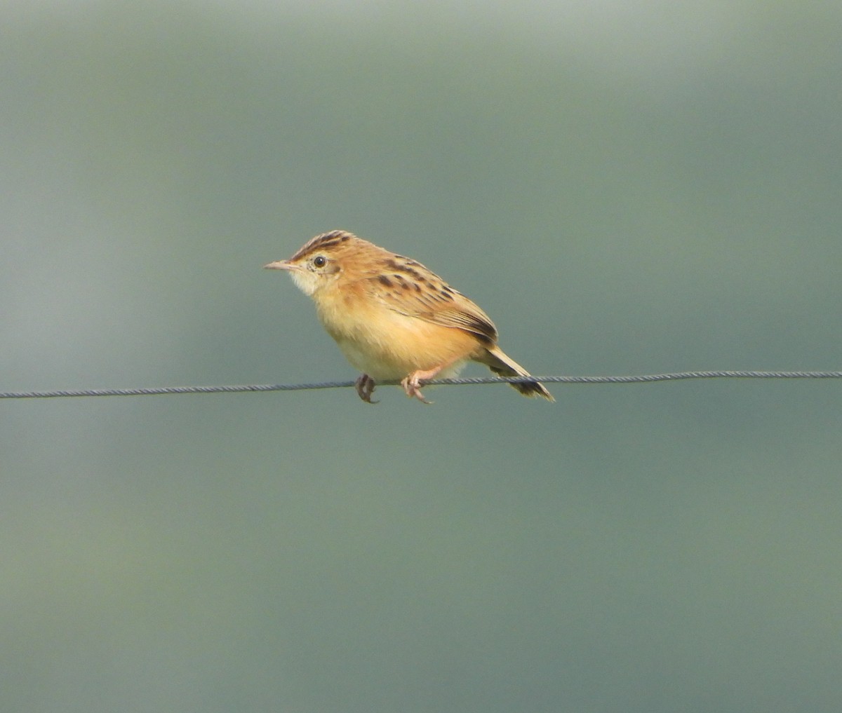 Zistensänger - ML647544599