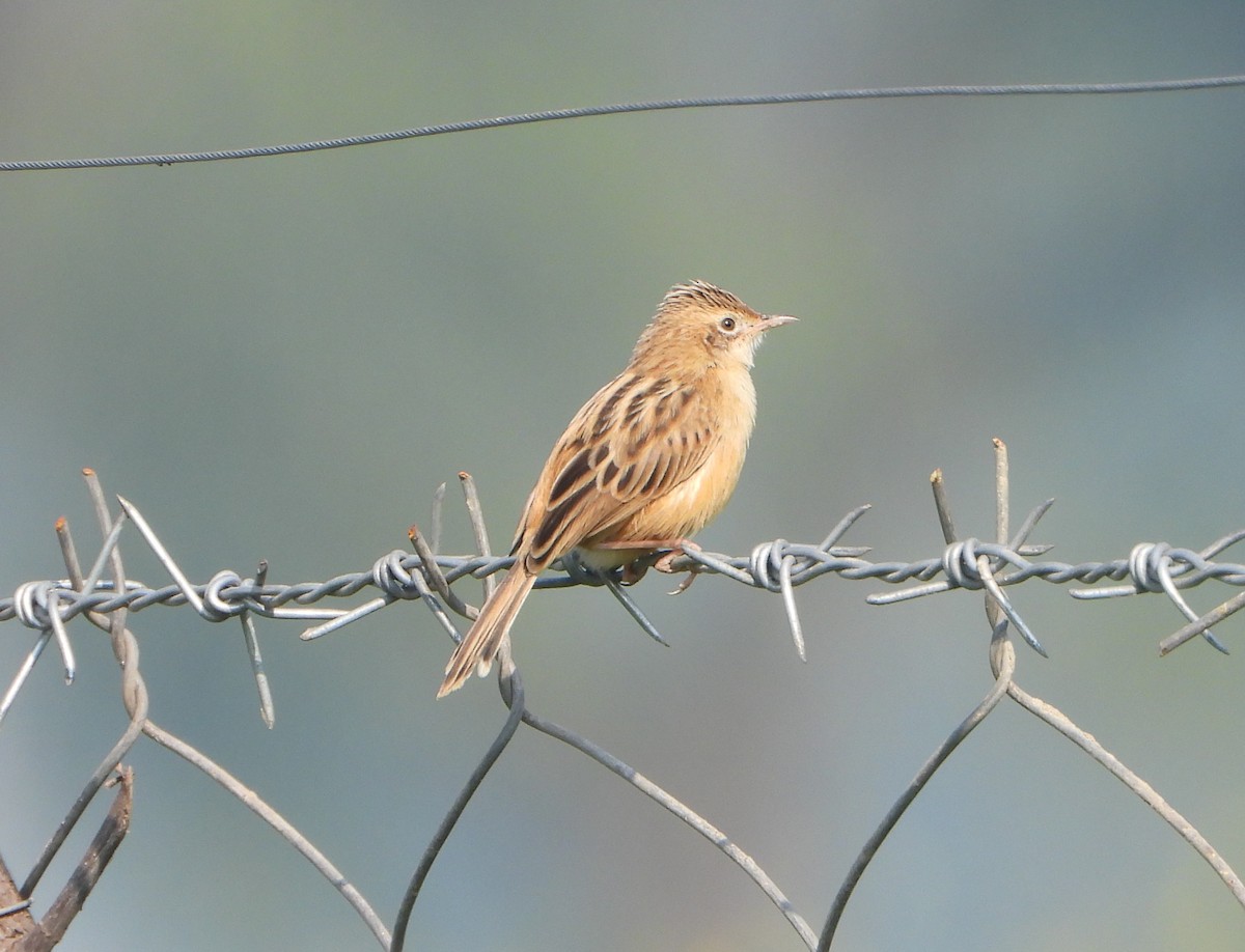 Zistensänger - ML647544600