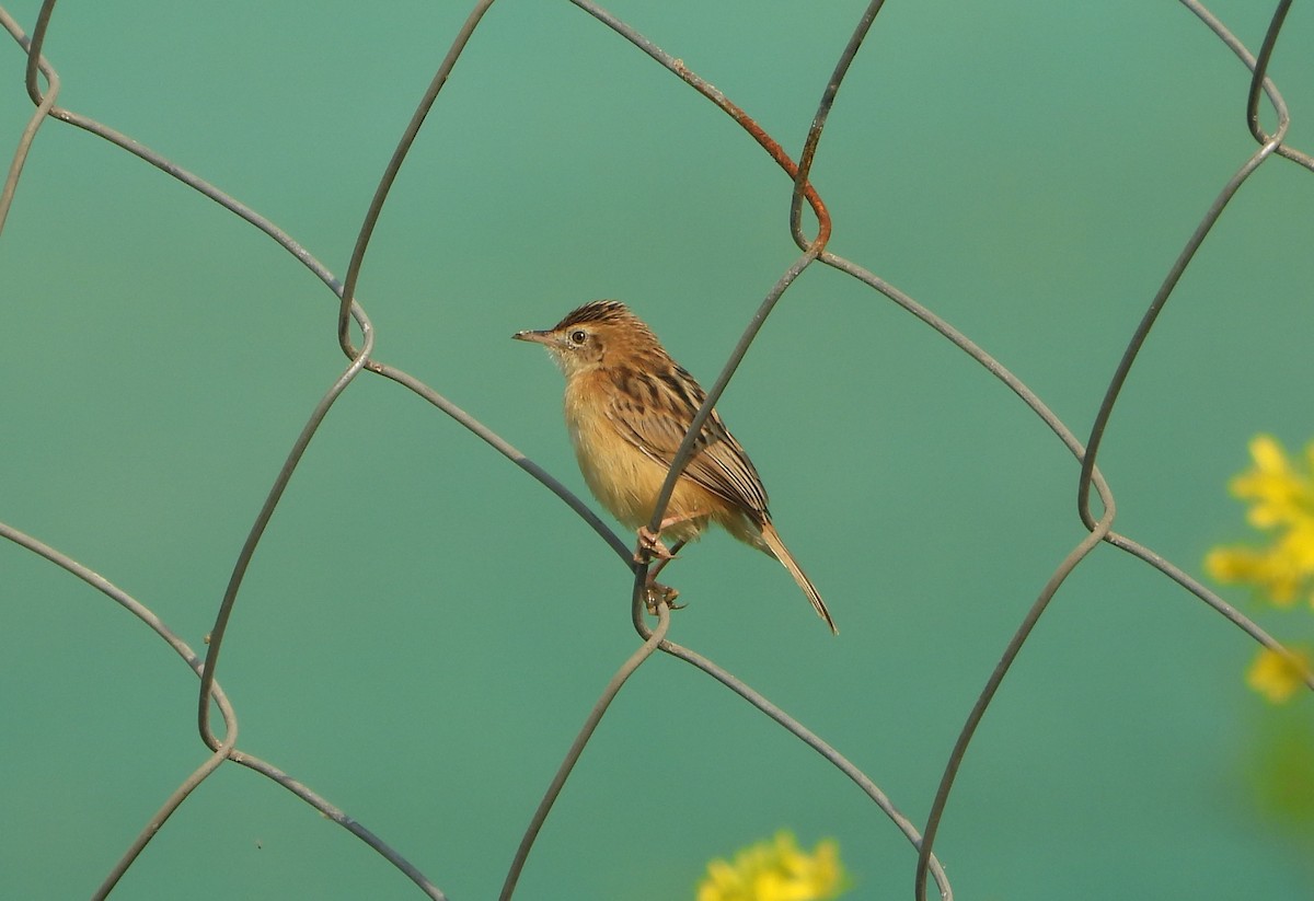 Zistensänger - ML647544602