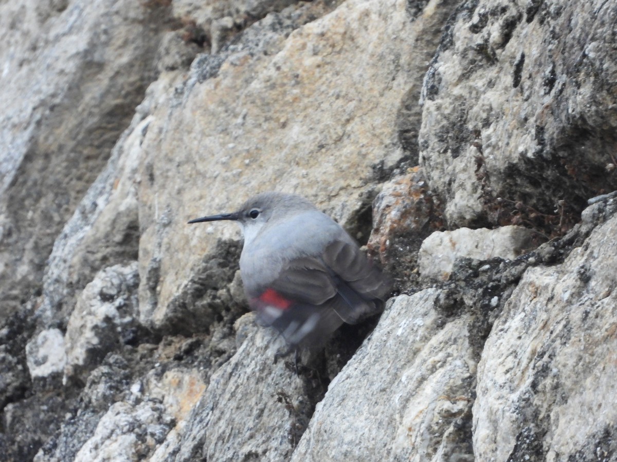 Mauerläufer - ML647544610