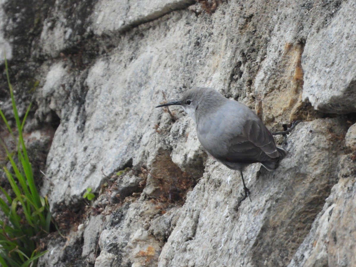 Mauerläufer - ML647544613