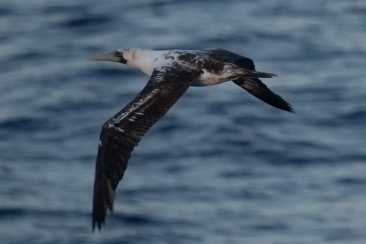 Maskentölpel - ML647544614