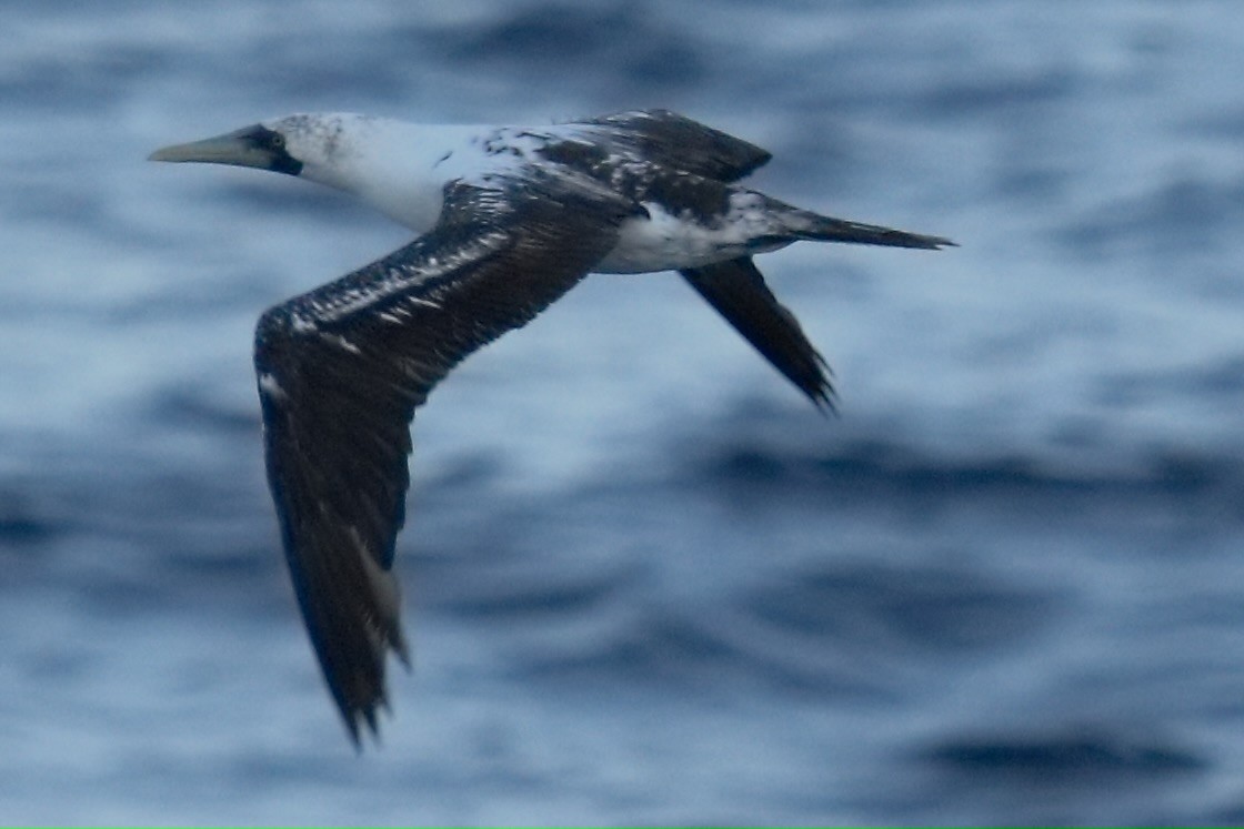 Maskentölpel - ML647544615