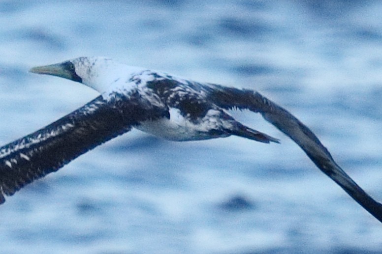 Maskentölpel - ML647544616