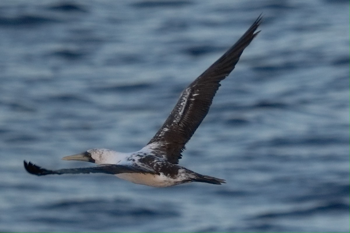 Maskentölpel - ML647544617