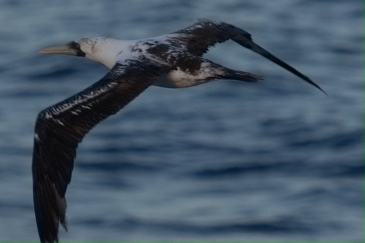 Maskentölpel - ML647544618