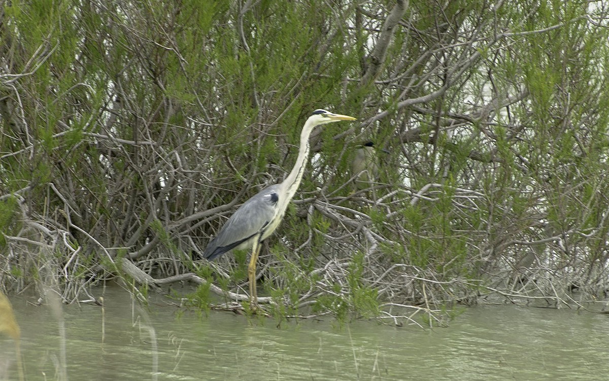 Graureiher - ML647544621