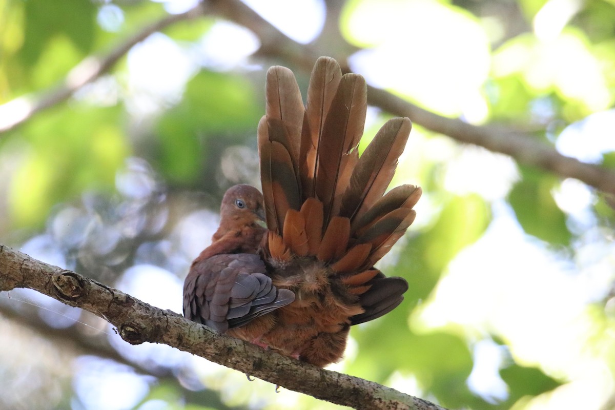 Brown Cuckoo-Dove - ML647544624