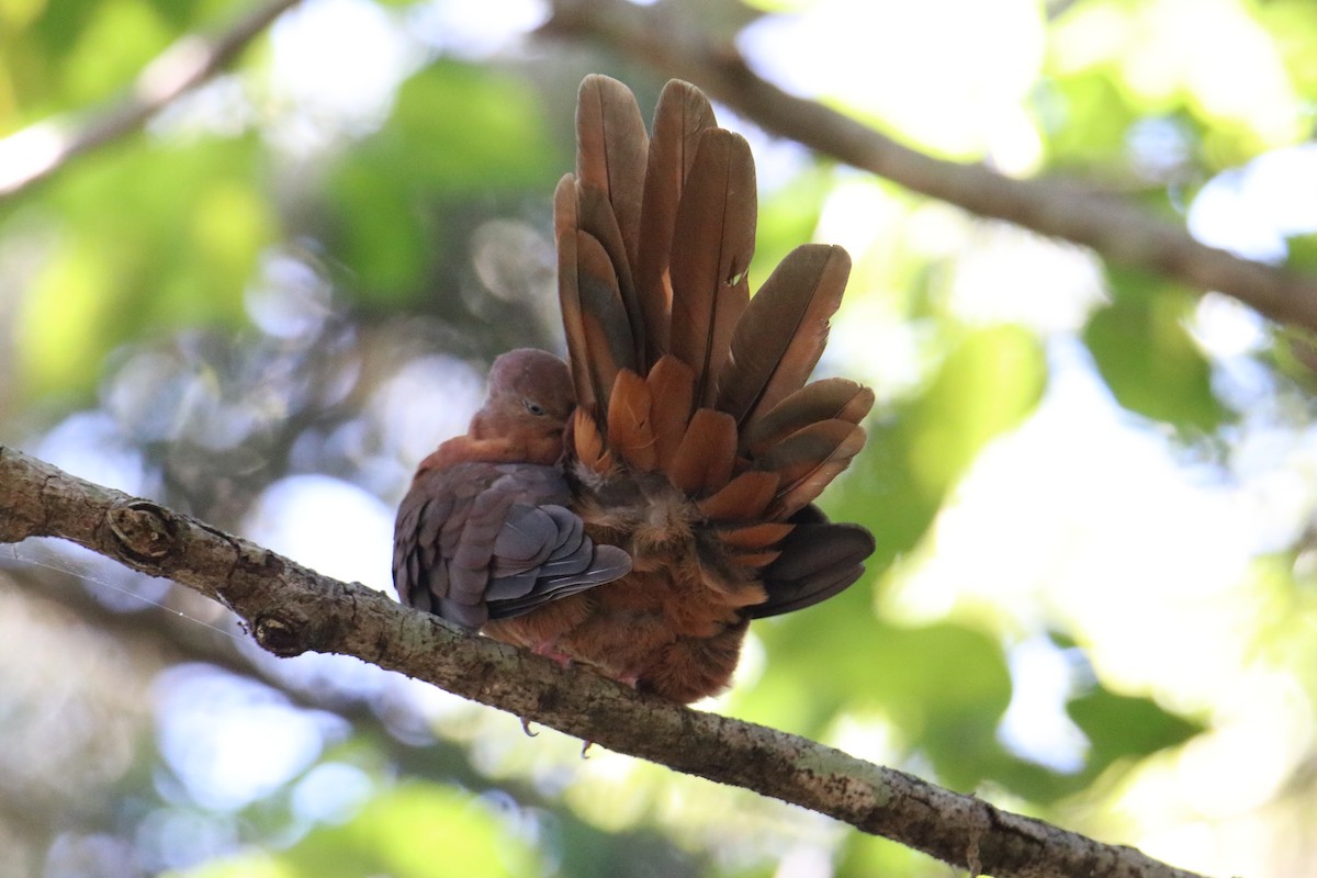 Brown Cuckoo-Dove - ML647544625