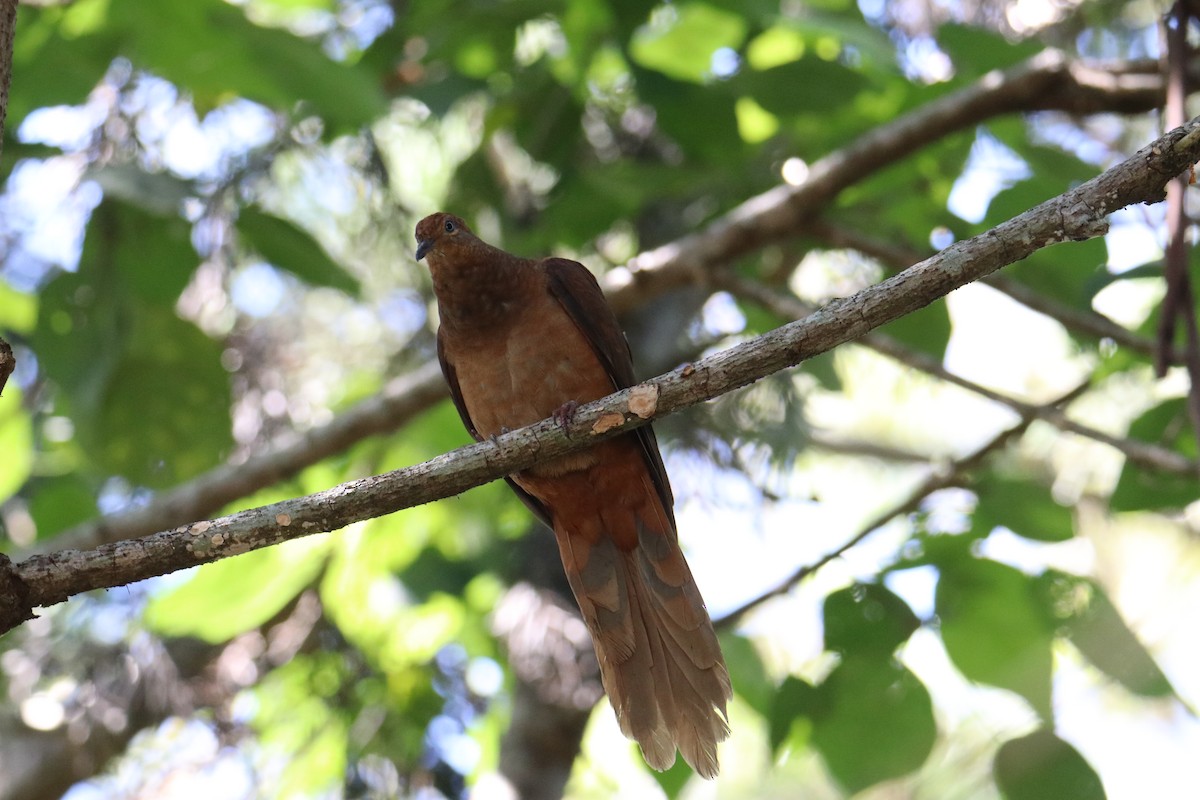 Brown Cuckoo-Dove - ML647544627