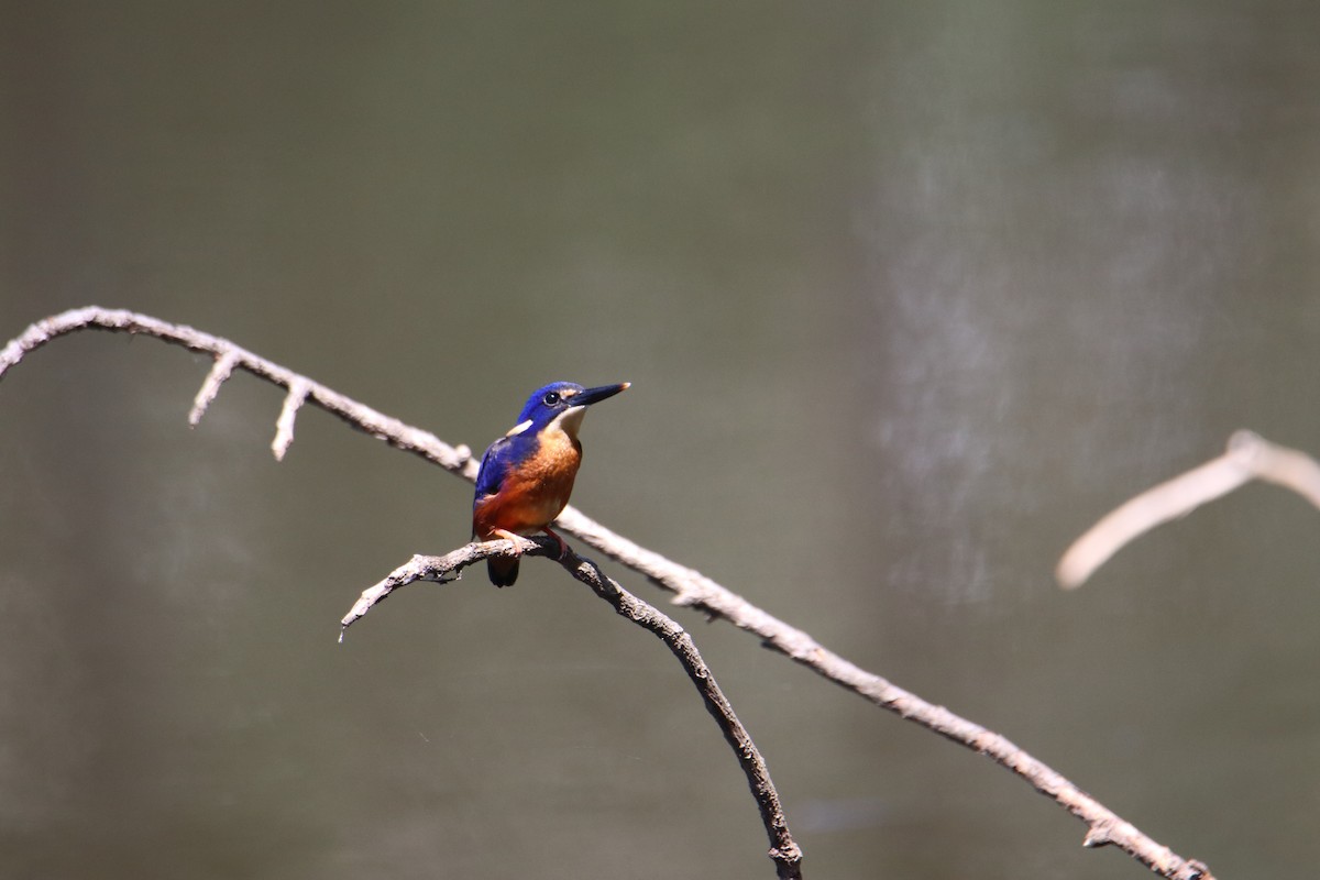 Azure Kingfisher - ML647544633