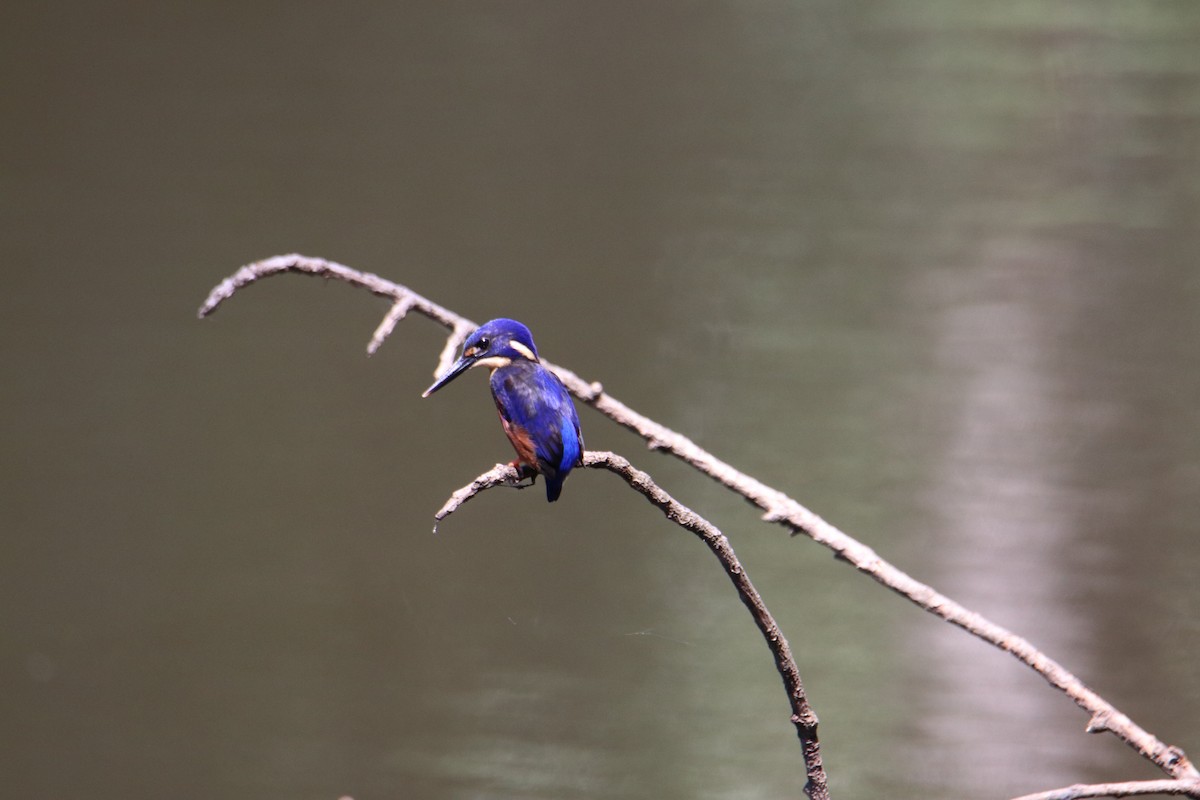 Azure Kingfisher - ML647544634
