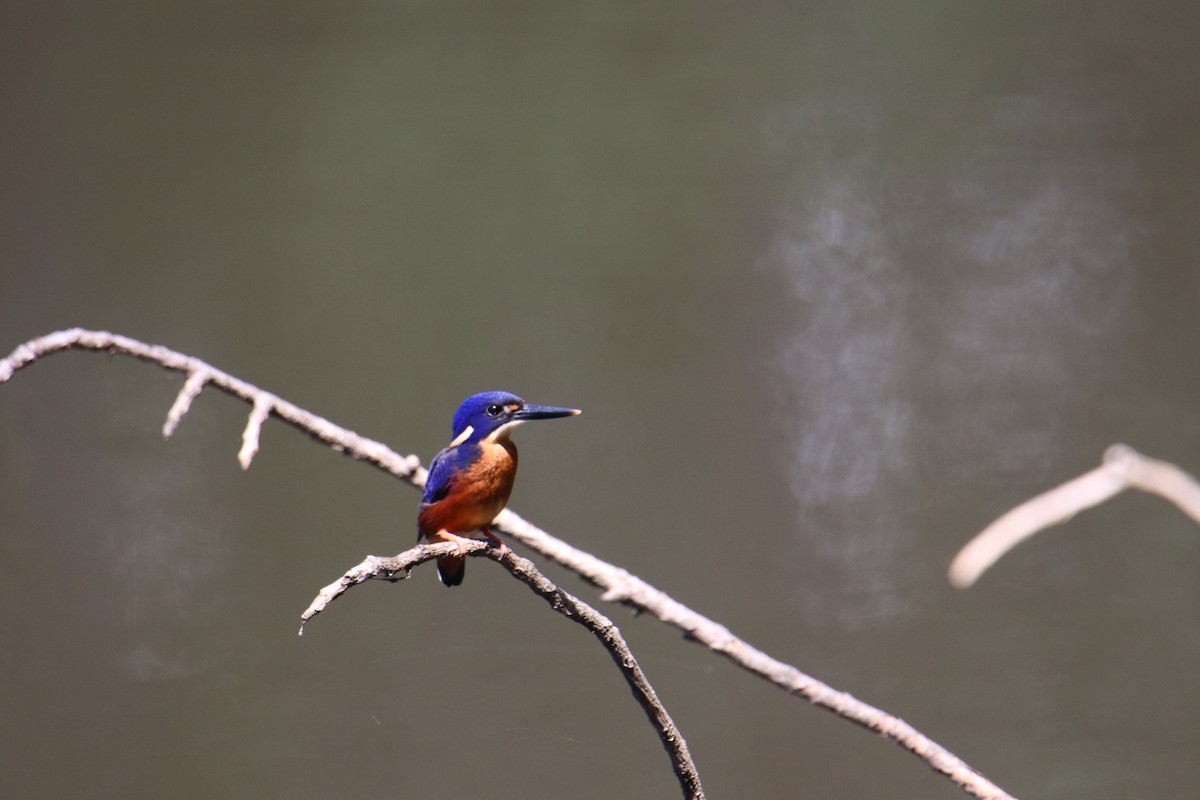 Azure Kingfisher - ML647544635