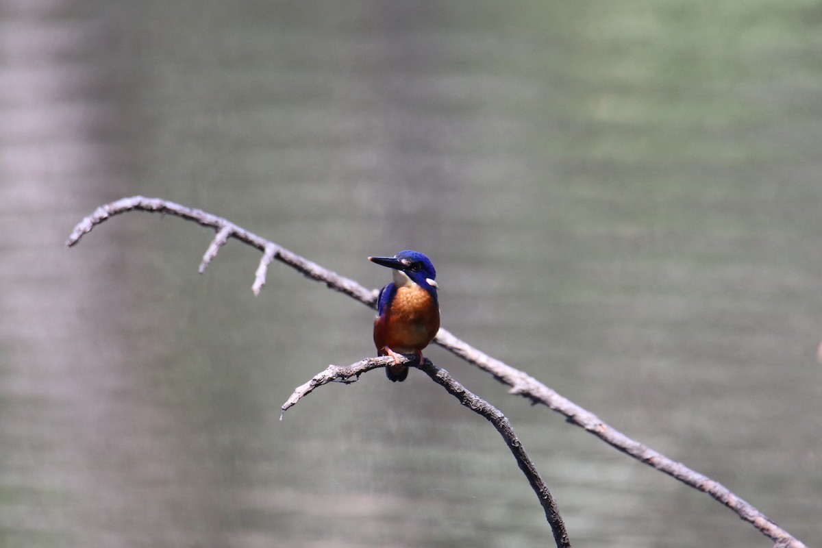 Azure Kingfisher - ML647544636