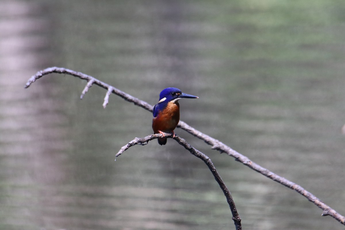 Azure Kingfisher - ML647544637