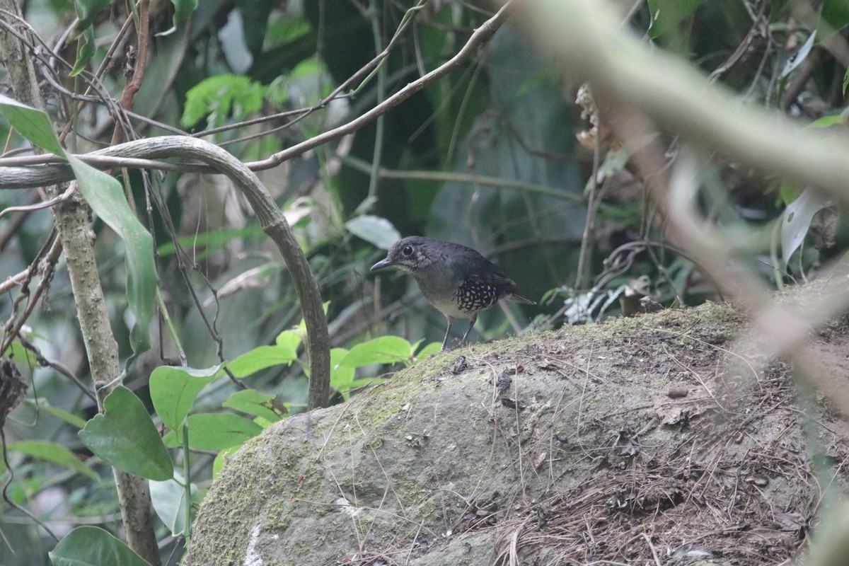 Sunda Thrush - ML647544639