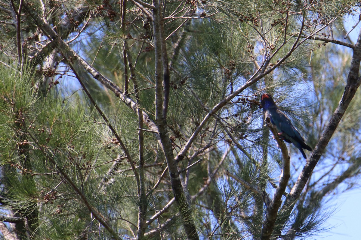 Dollarbird - ML647544640