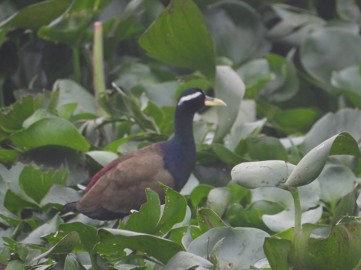 Bronze-winged Jacana - ML647544641