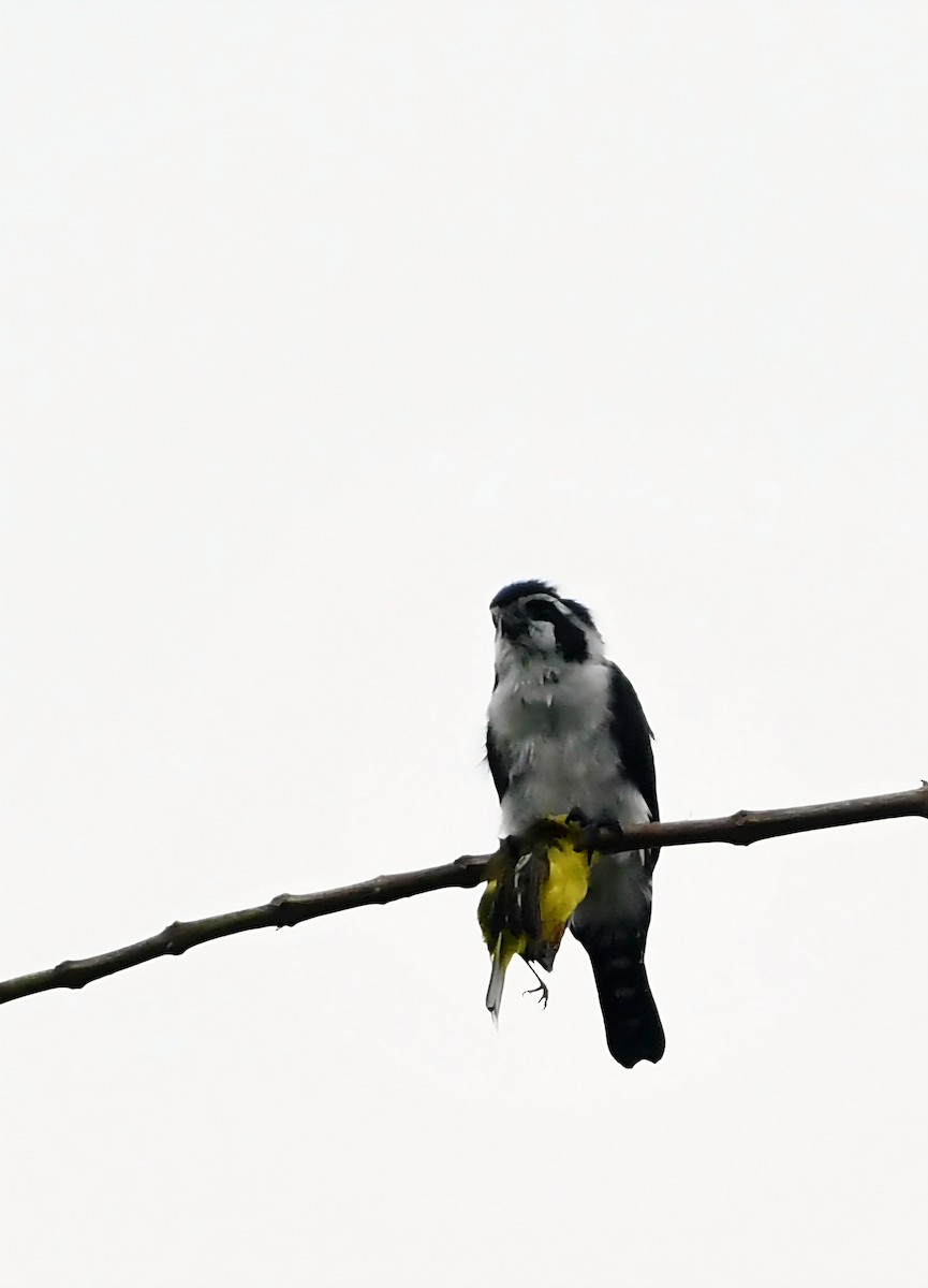 Pied Falconet - ML647544642