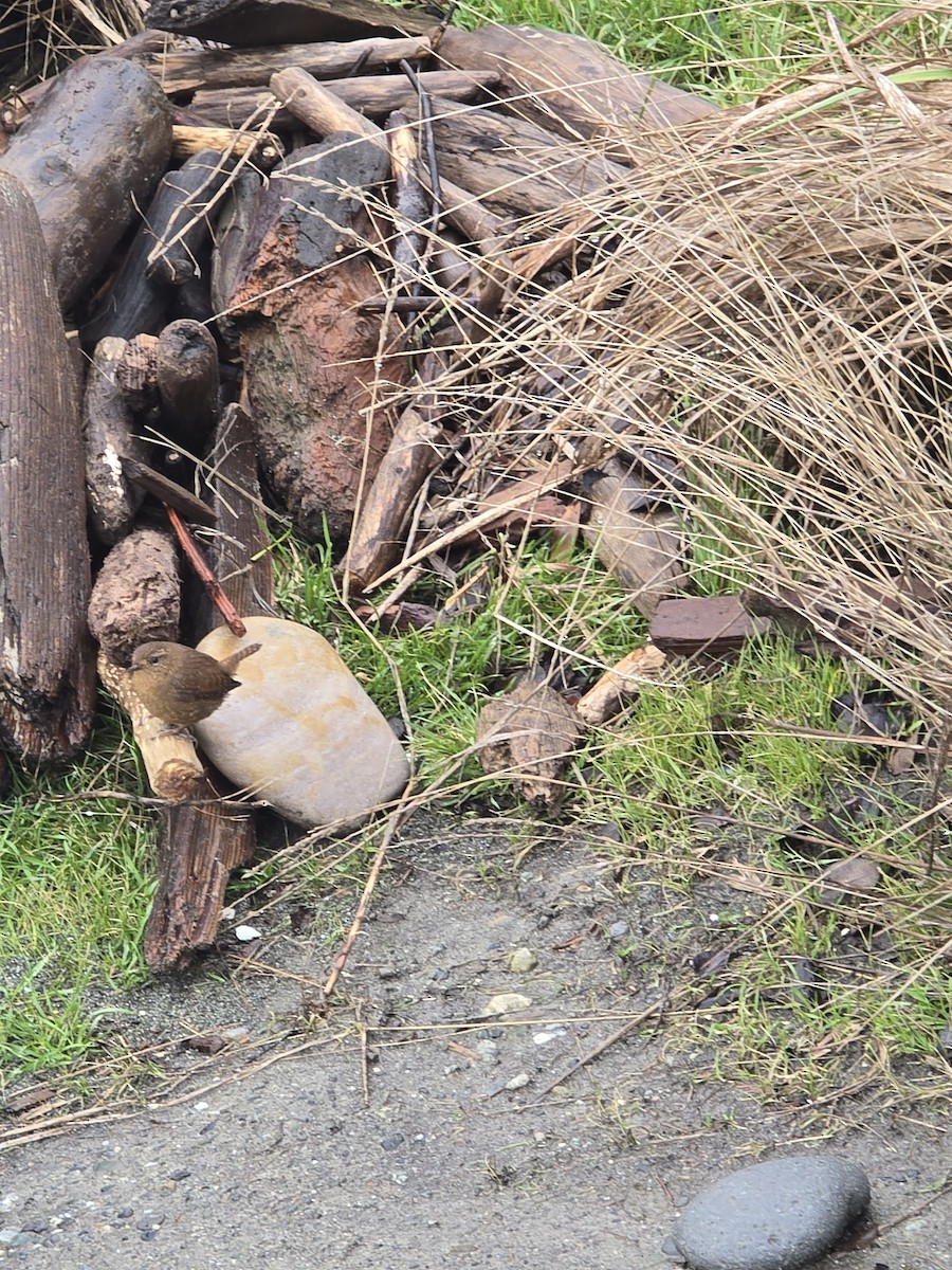 Pacific Wren - ML647544643