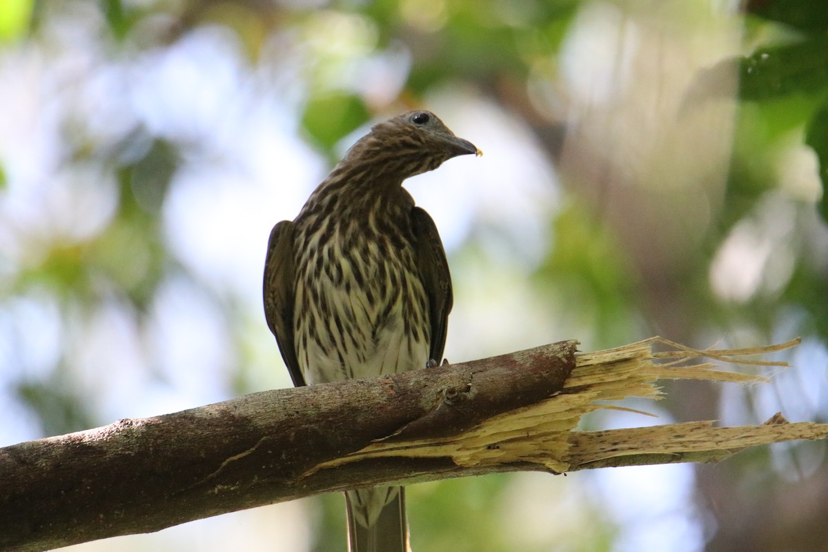 Australasian Figbird - ML647544644