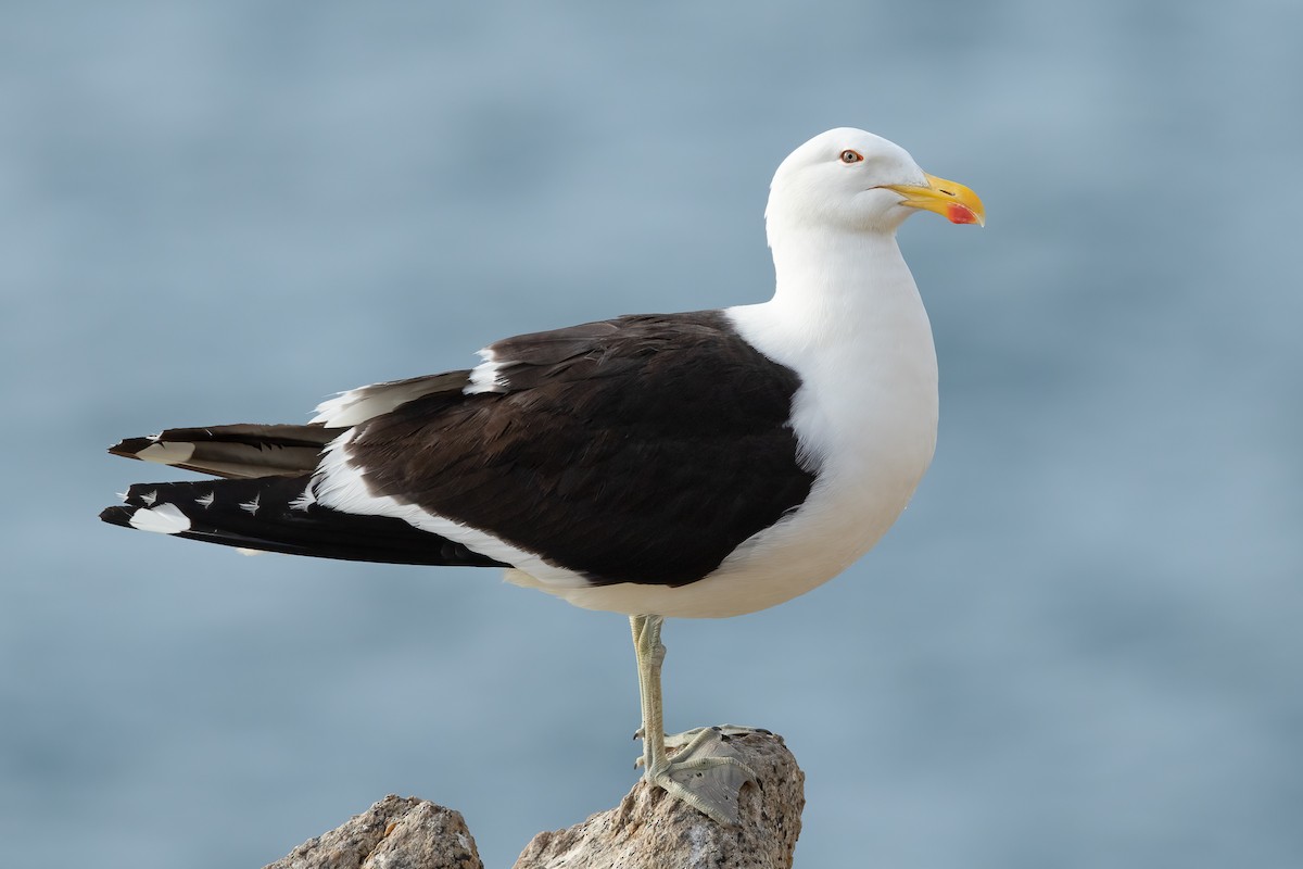 Kelp Gull - ML647544645