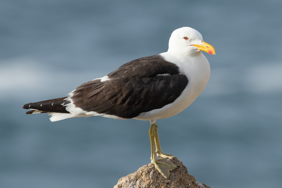 Kelp Gull - ML647544646