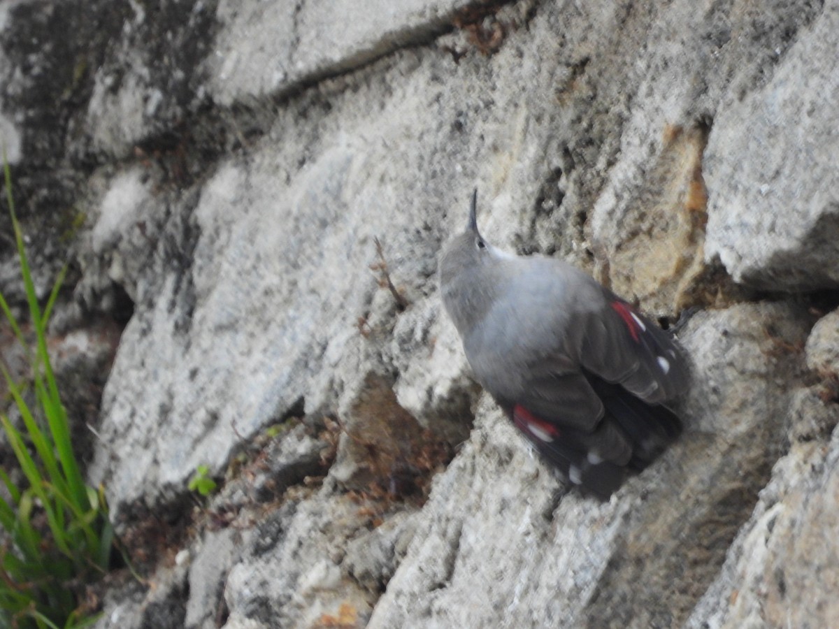 Wallcreeper - ML647544647